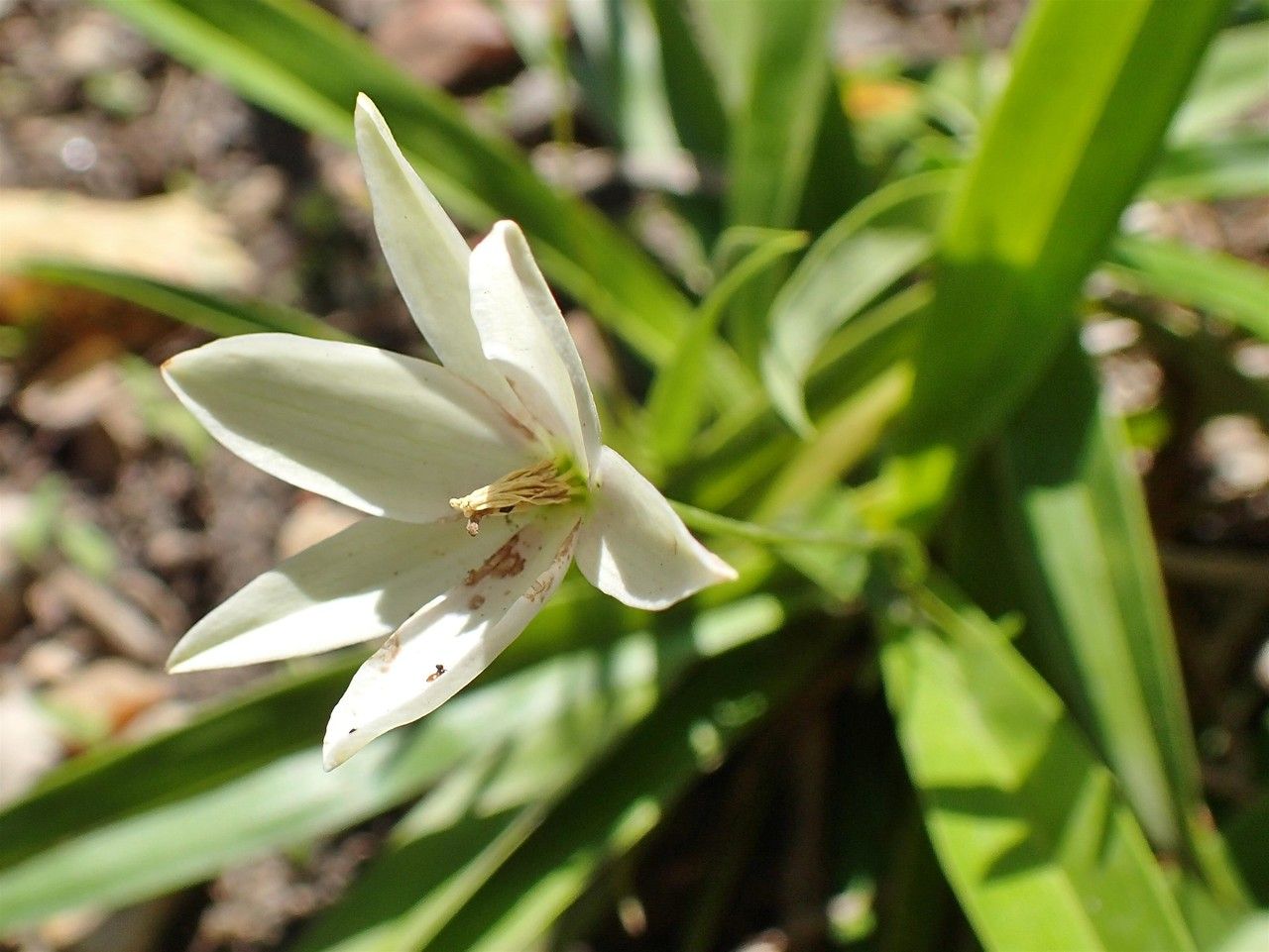 Xerophyta elegans habit