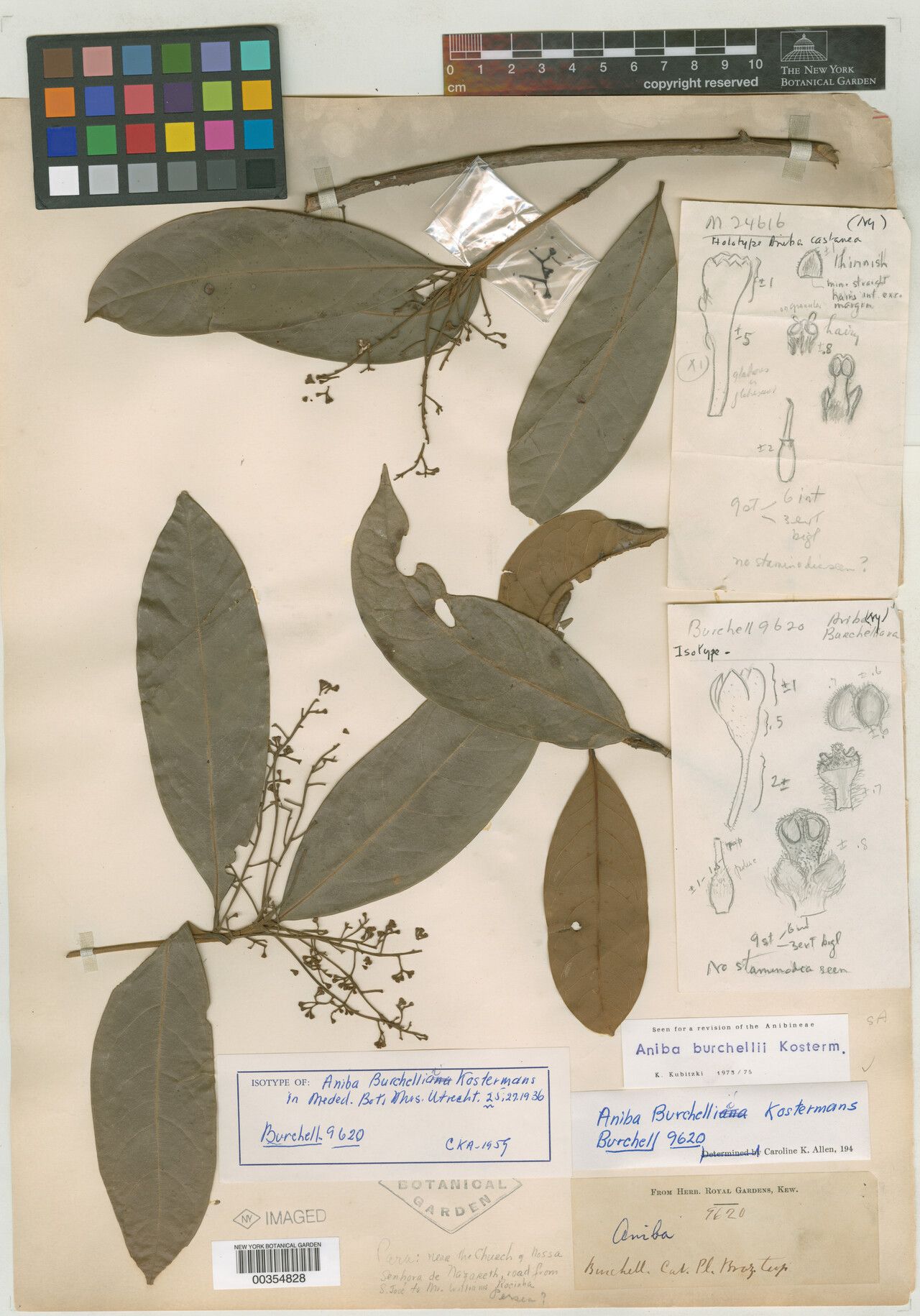 Aniba burchellii leaf