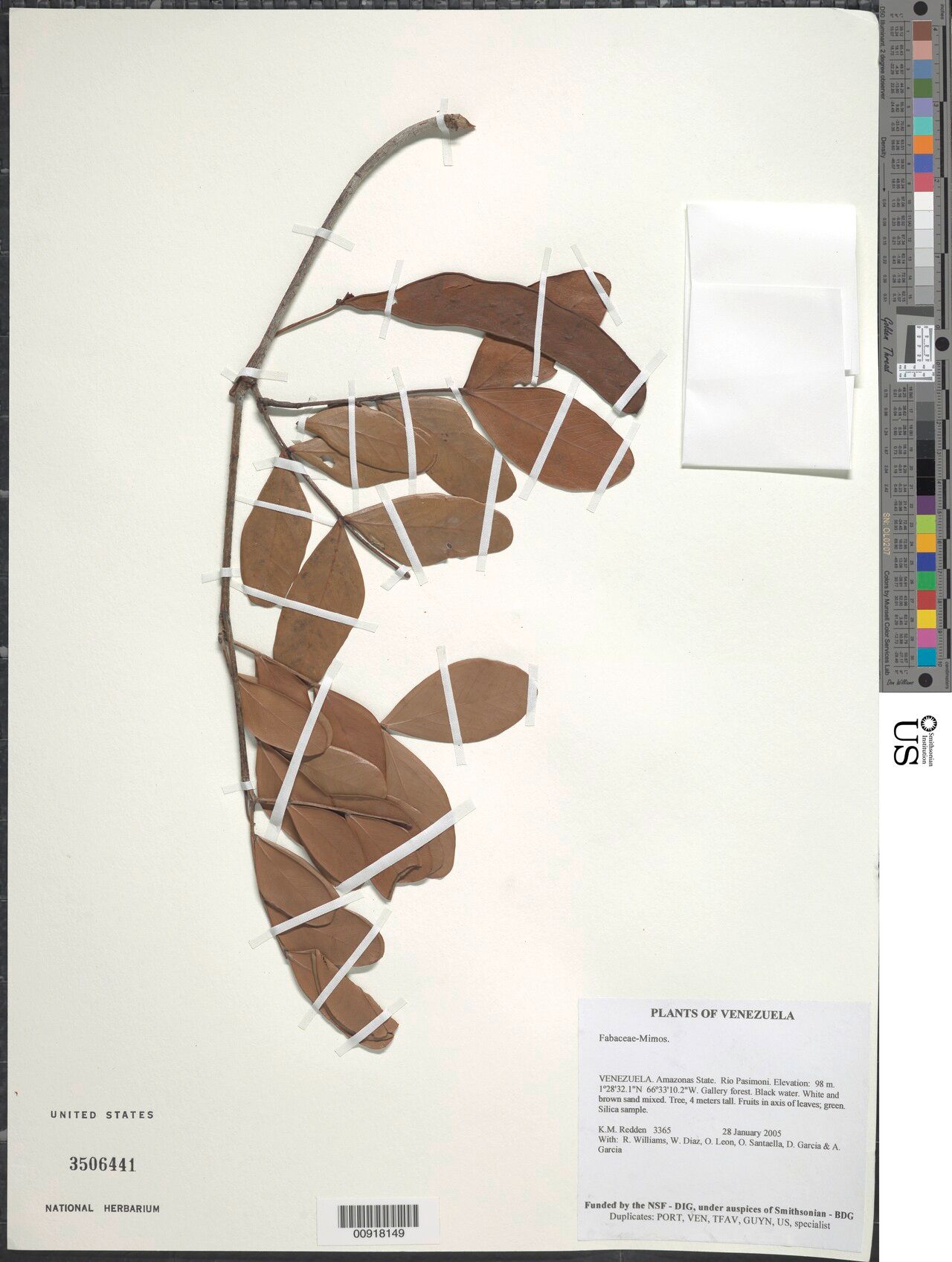 Jupunba microcalyx — houseplant care guide