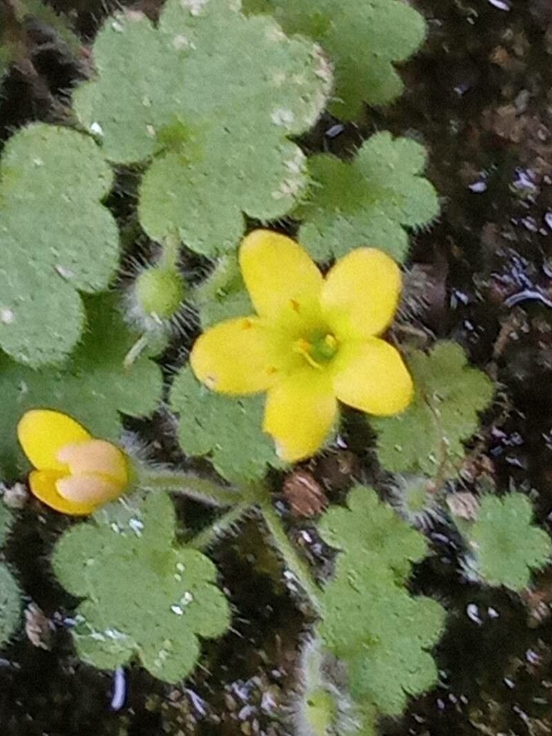 Sibthorpia africana flower