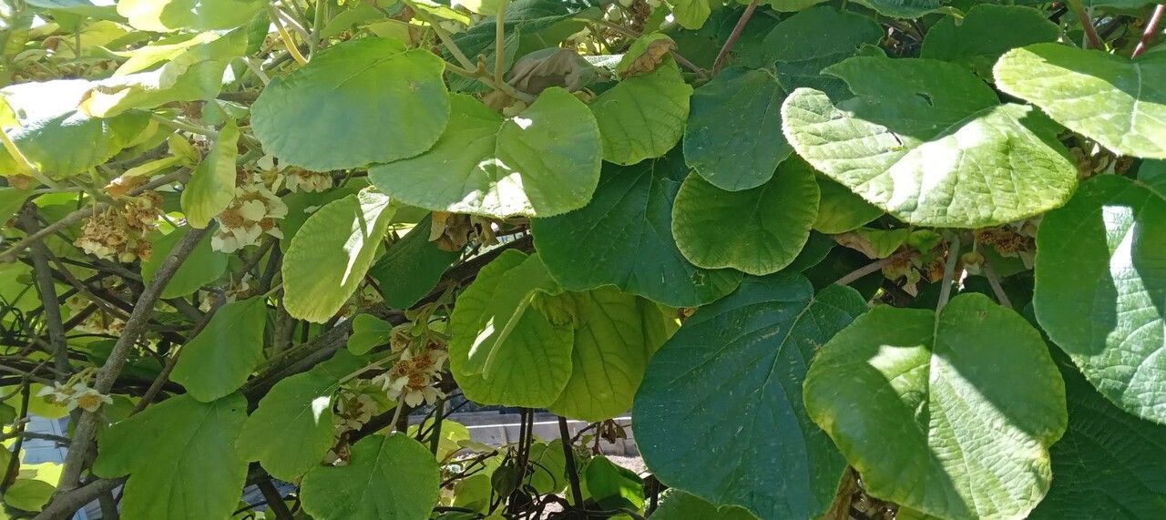 Actinidia deliciosa leaf