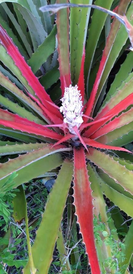 Bromelia pinguin flower