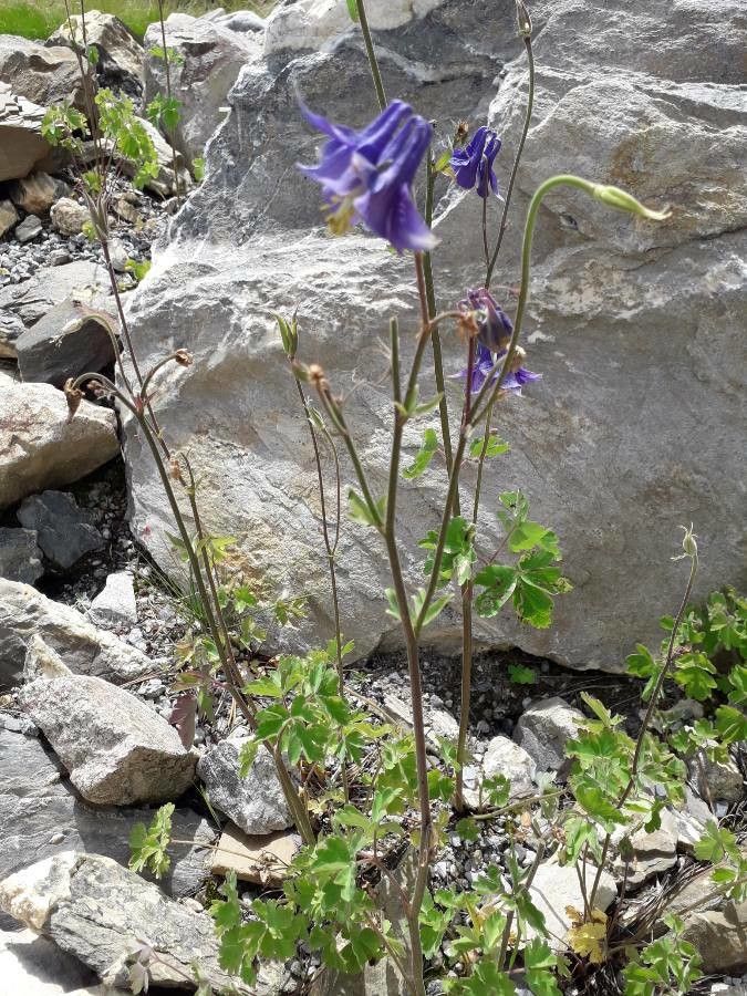 Aquilegia nevadensis habit