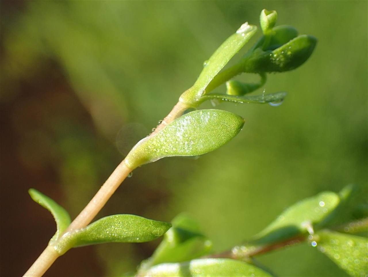 Montia fontana fruit