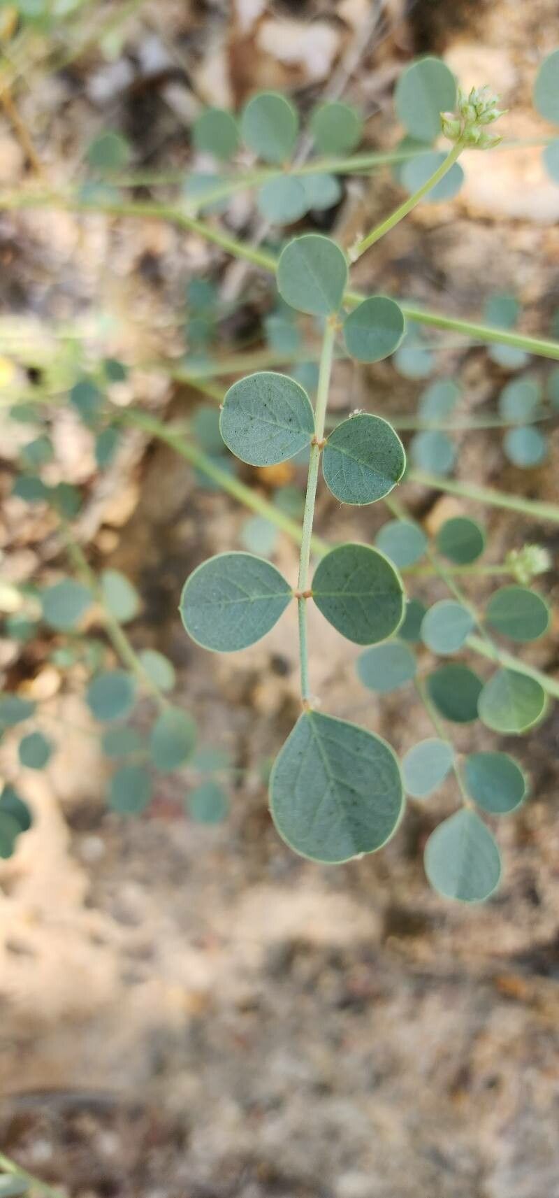 Hedysarum maitlandianum — houseplant care guide