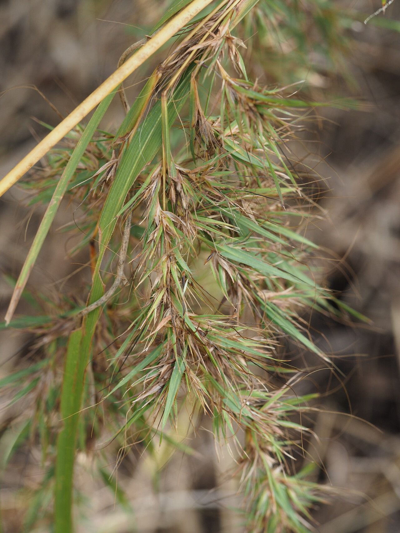 Themeda quadrivalvis habit