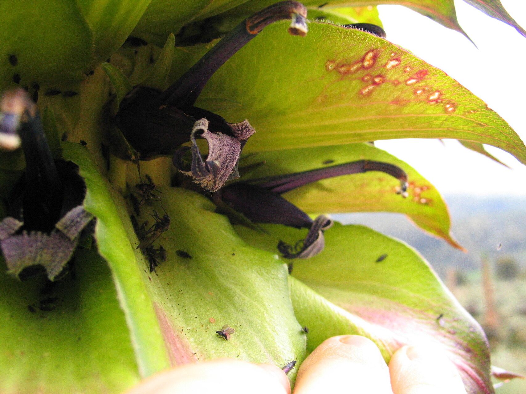 Lobelia bequaertii flower
