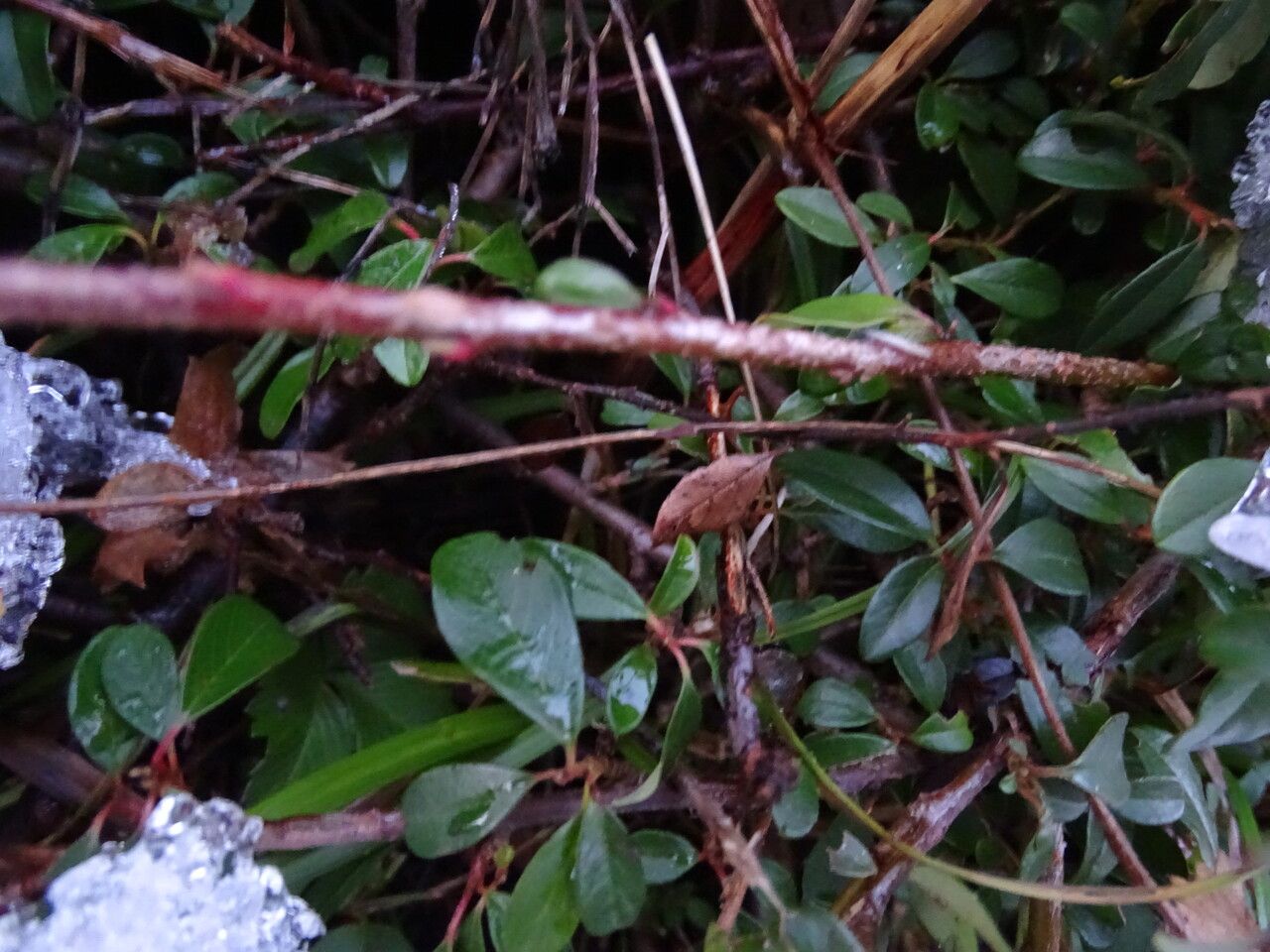 Cotoneaster integrifolius — search result for 'Cotoneaster'