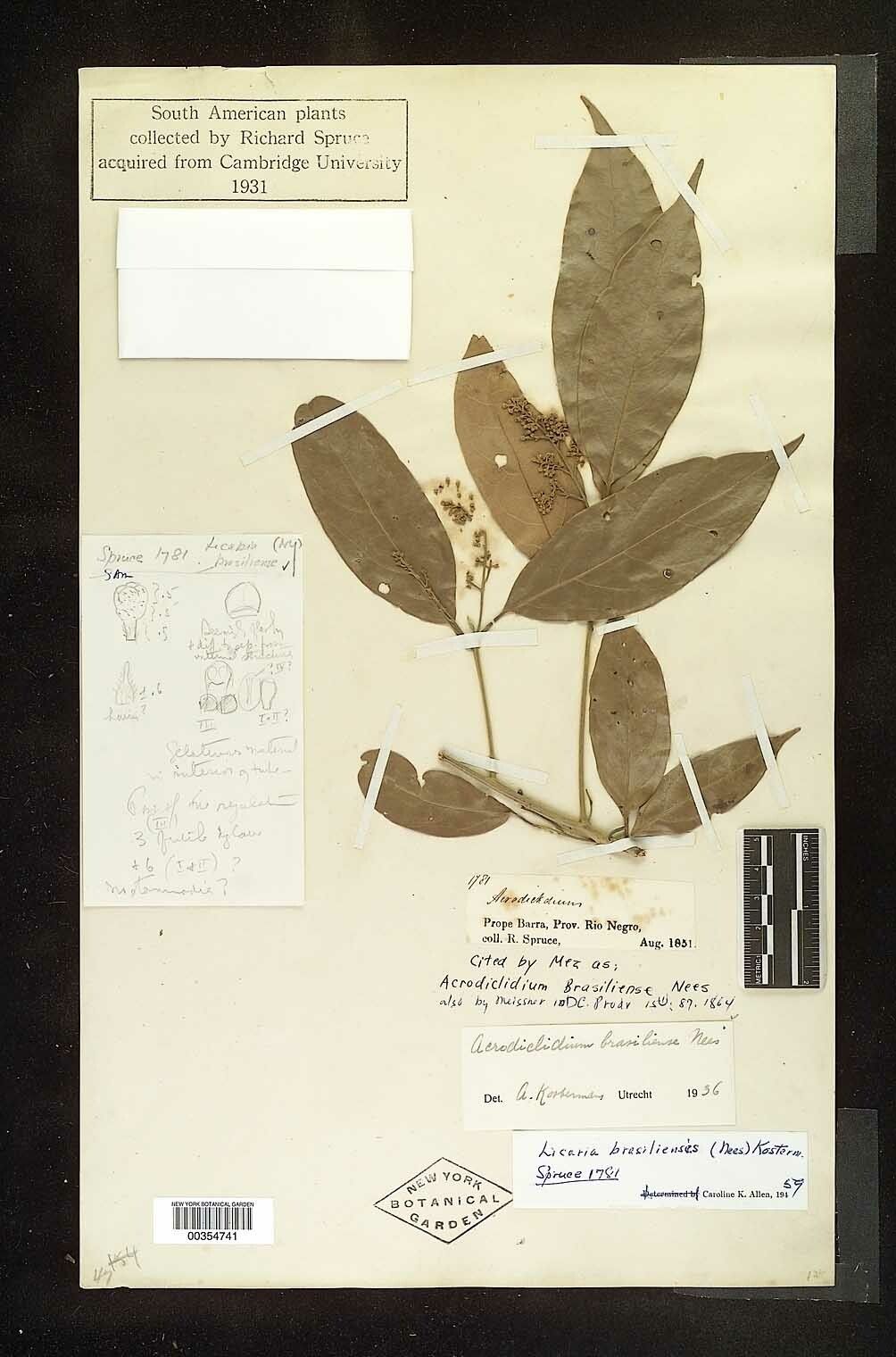 Licaria brasiliensis — related species from the same genus