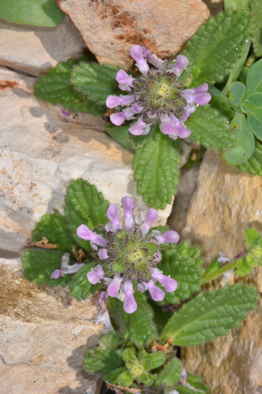 Stachys ajugoides flower
