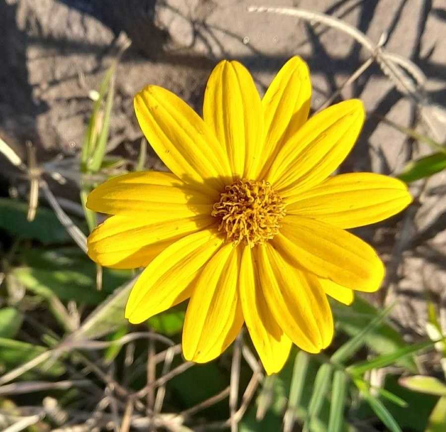 Aspilia pascalioides flower