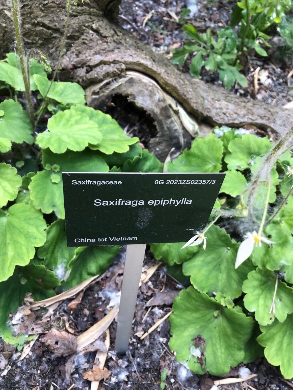 Saxifraga epiphylla — houseplant care guide