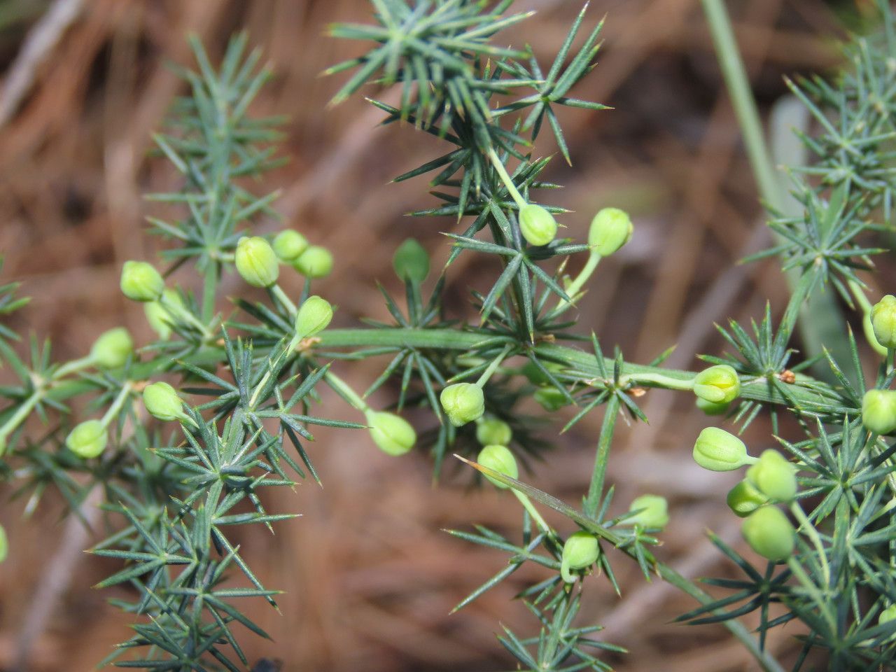 Asparagus acutifolius flower