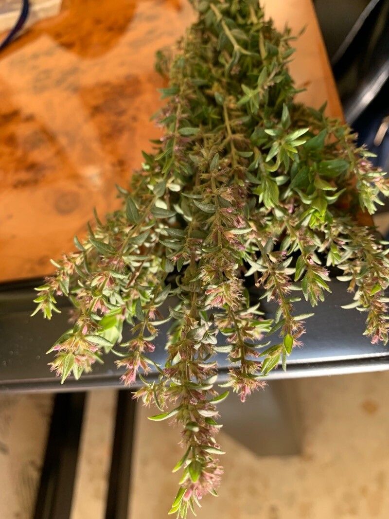 Micromeria nervosa leaf