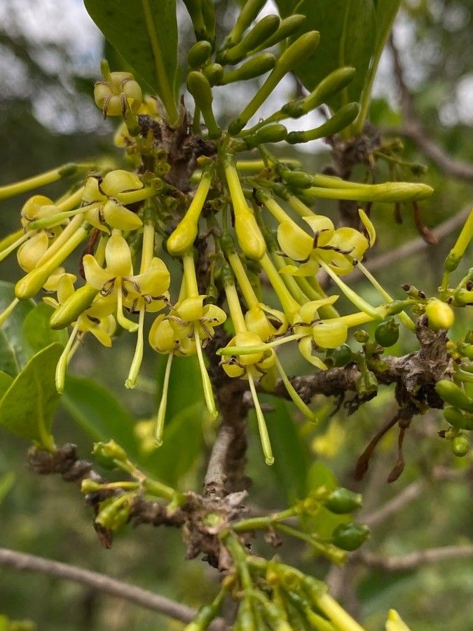 Coptosperma graveolens flower