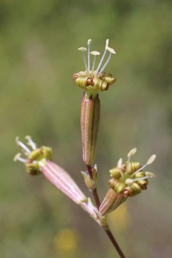 Silene skorpilii flower