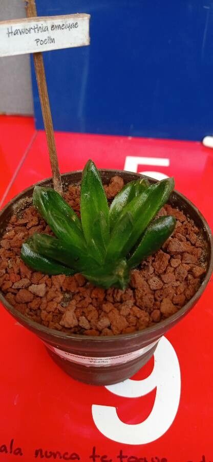 Haworthia emelyae leaf