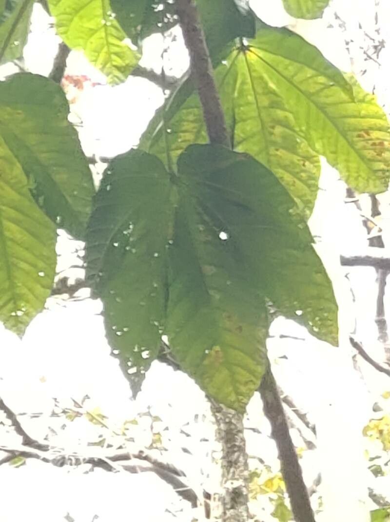 Pourouma guianensis leaf