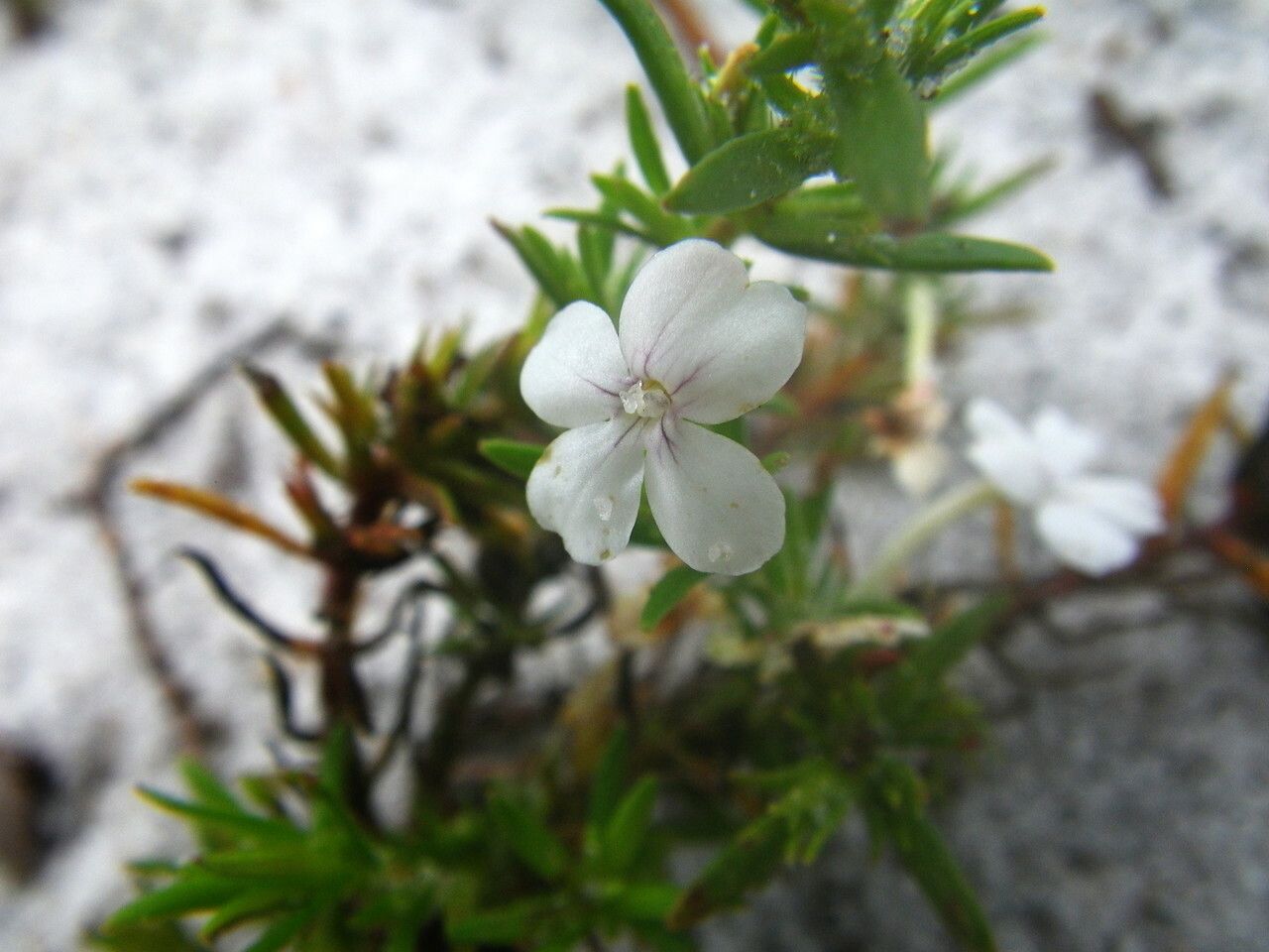 Gratiola hispida flower