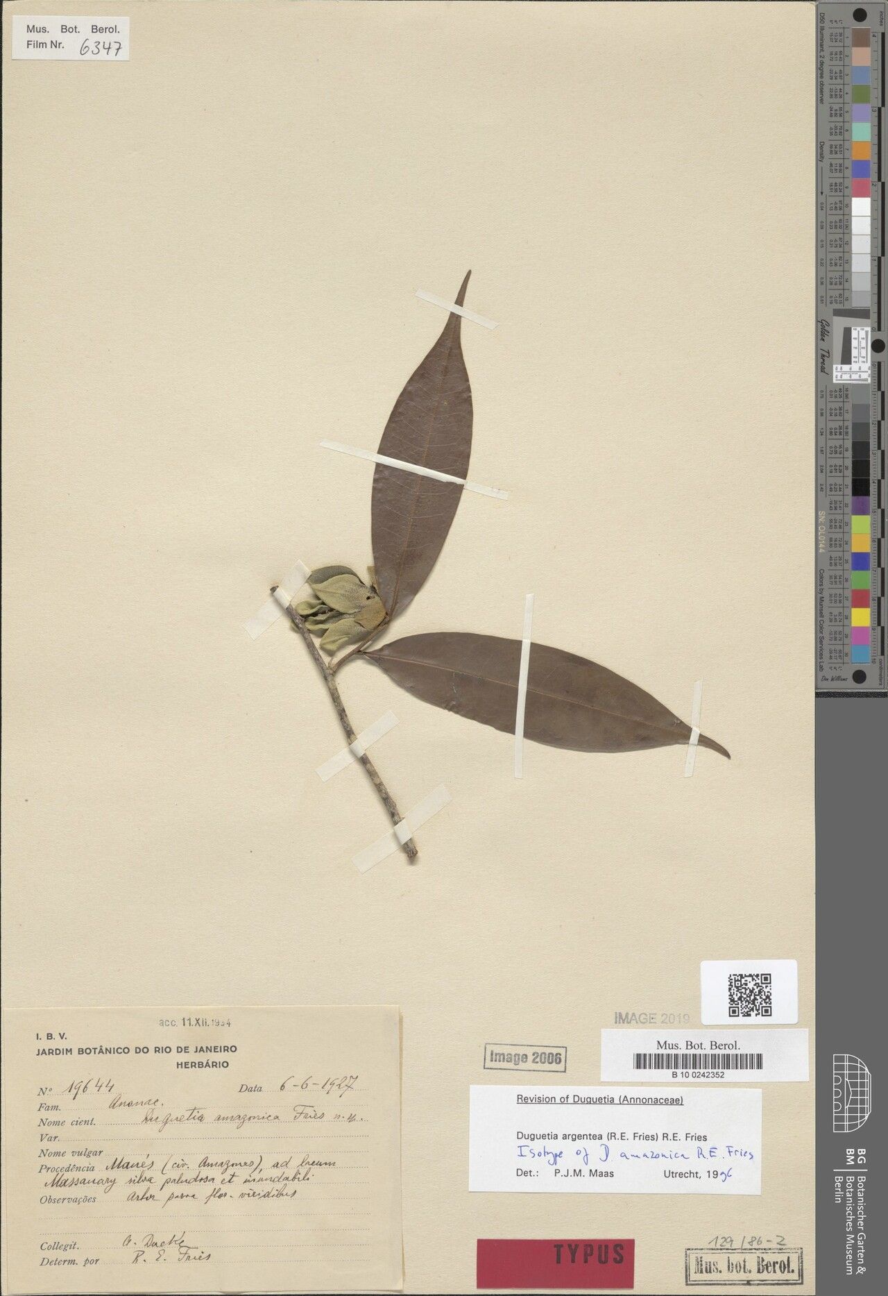 Duguetia argentea — related species from the same genus