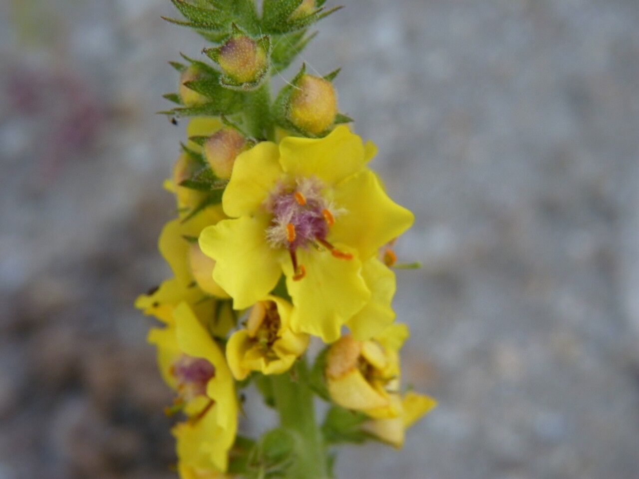 Verbascum nigrum flower