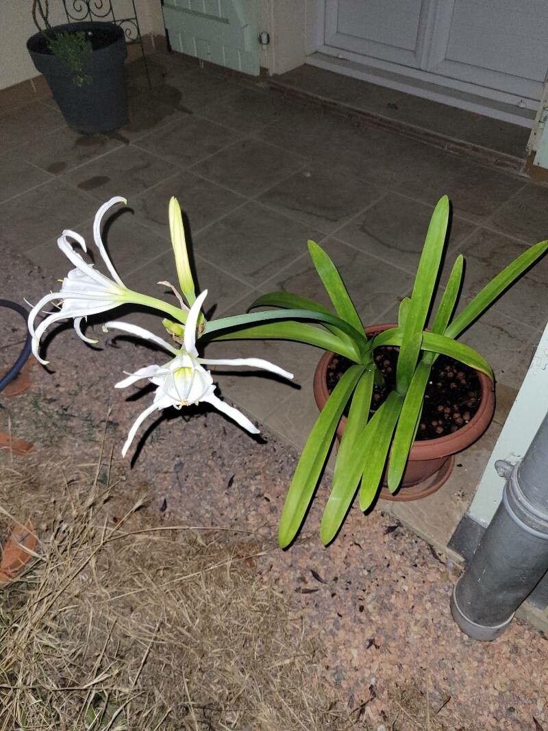 Hymenocallis liriosme habit