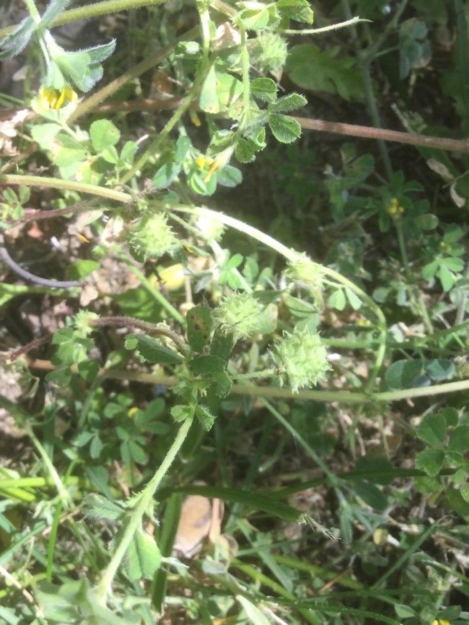 Medicago murex fruit