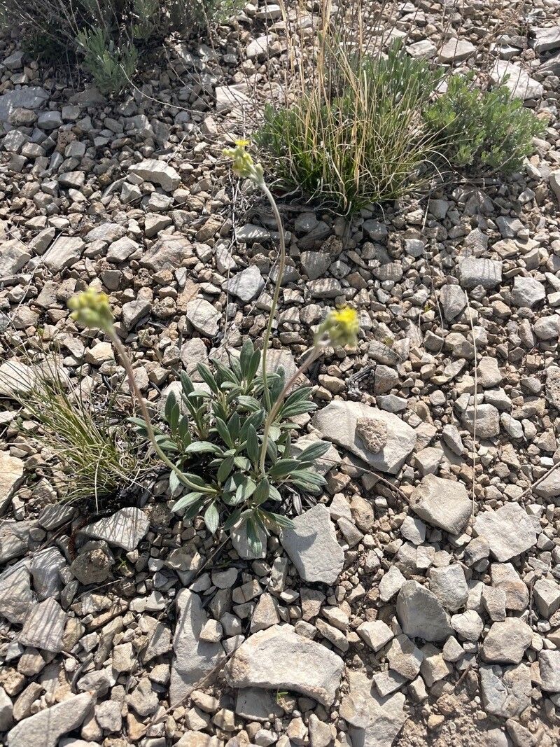 Eriogonum lachnogynum — search result for 'Eriogonum'