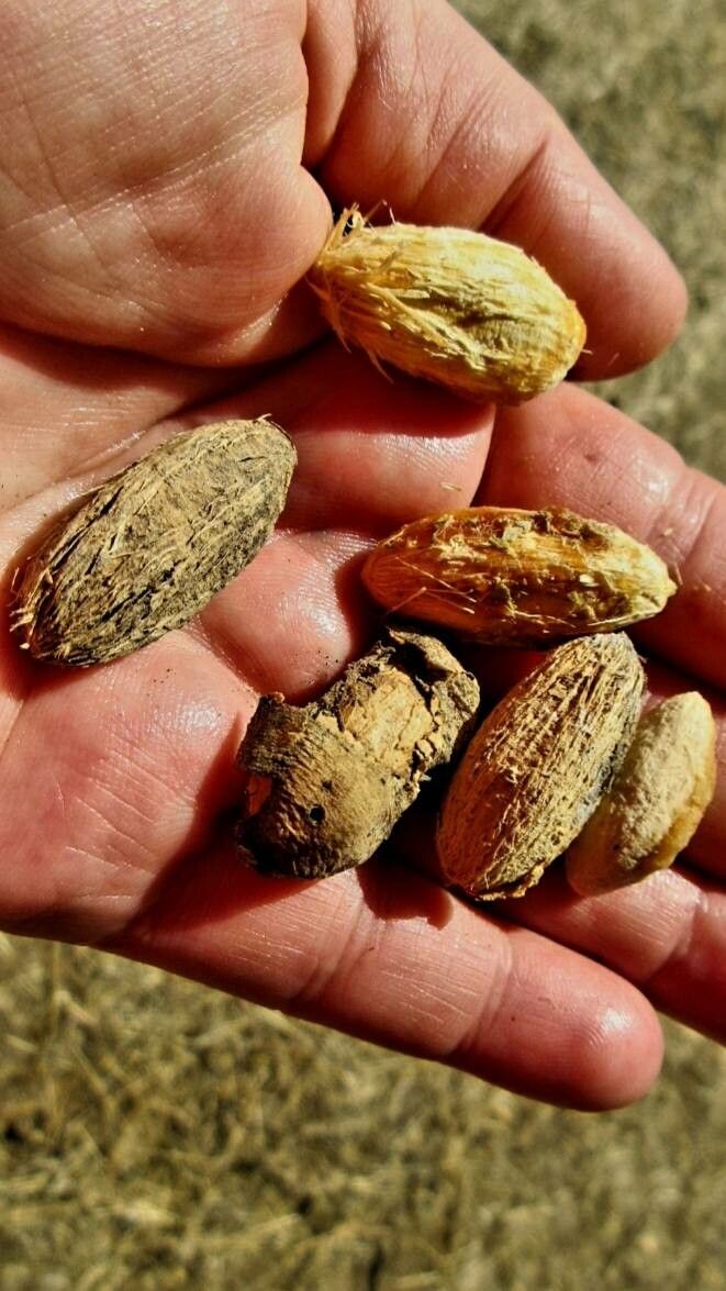 Balanites aegyptiaca fruit