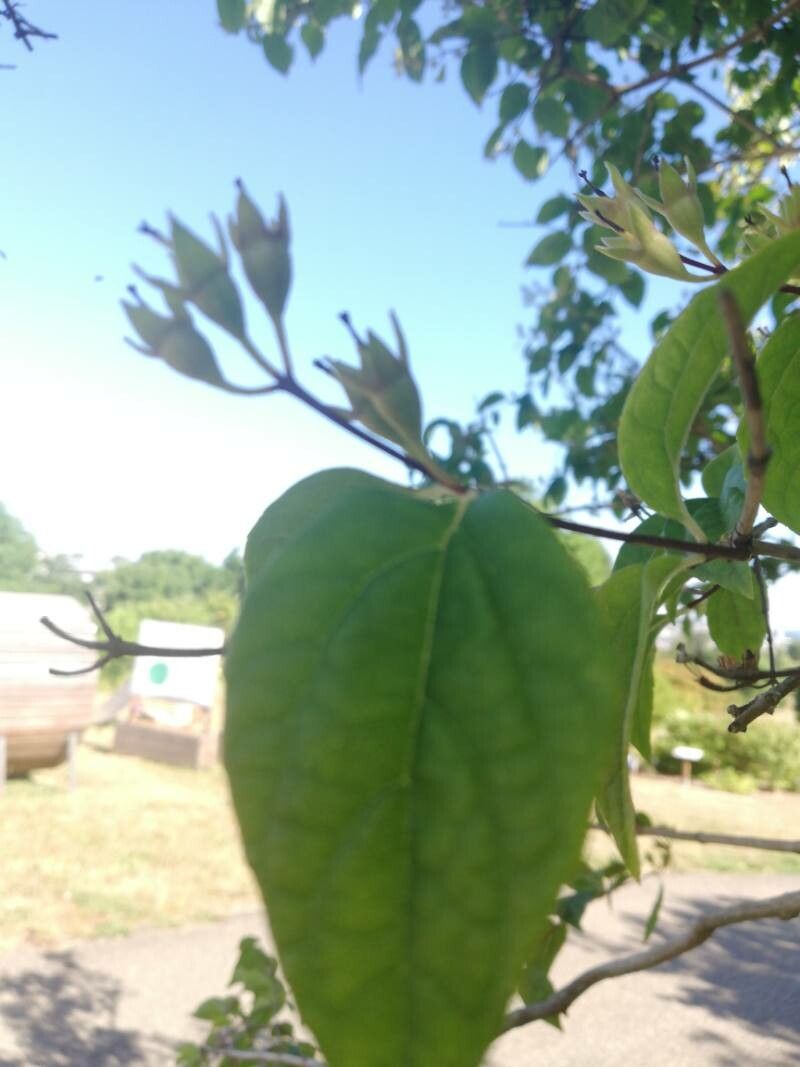 Philadelphus delavayi flower