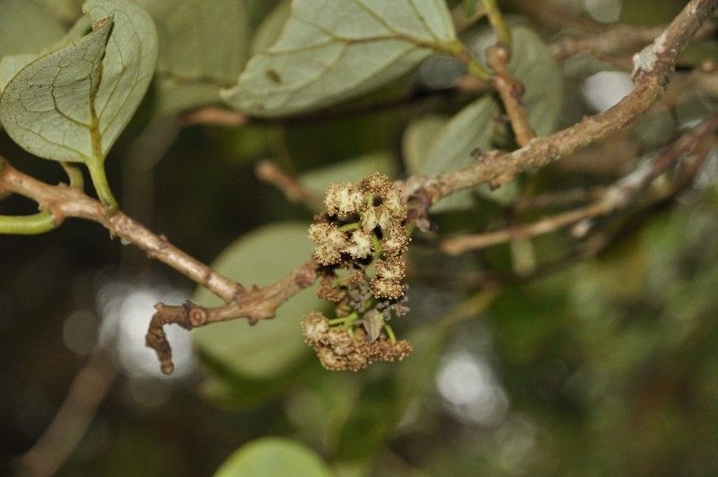 Monimia rotundifolia flower