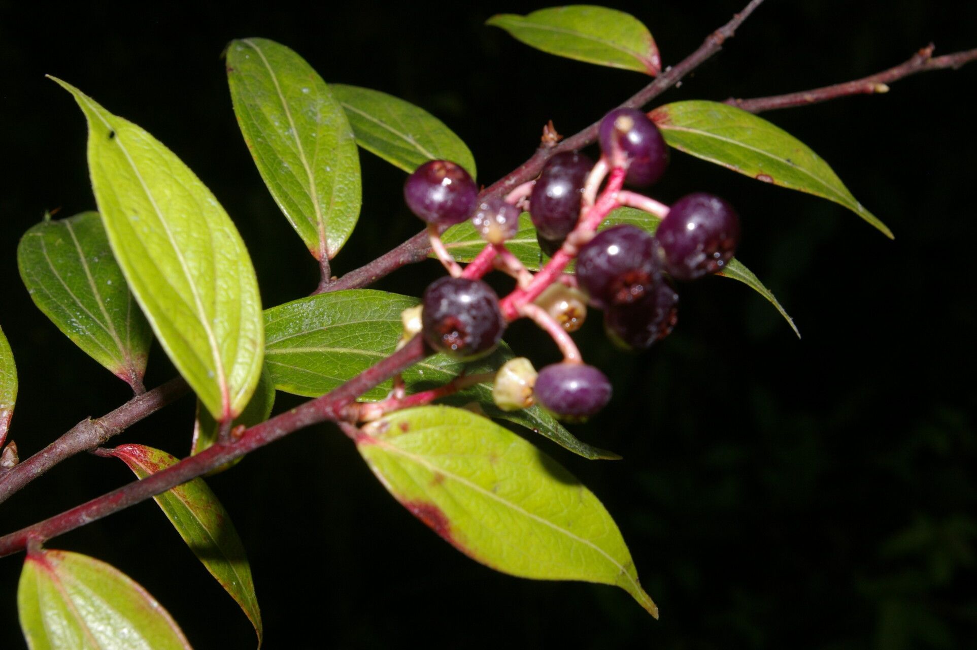 Cavendishia endresii fruit