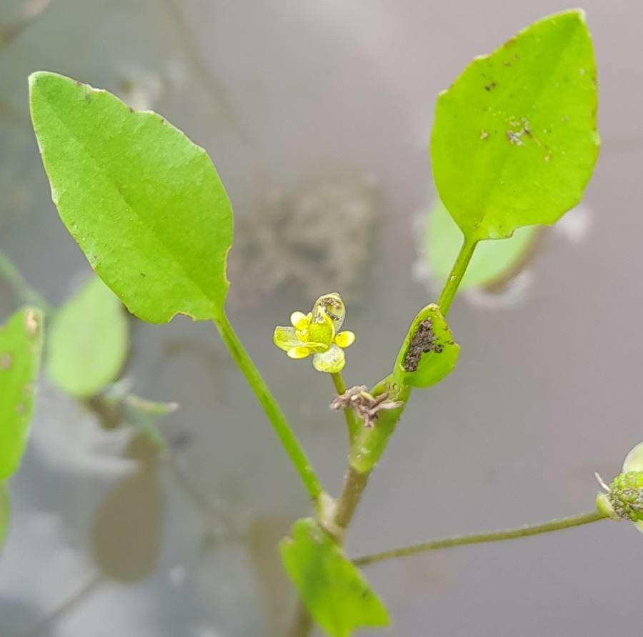 Ranunculus bonariensis — houseplant care guide