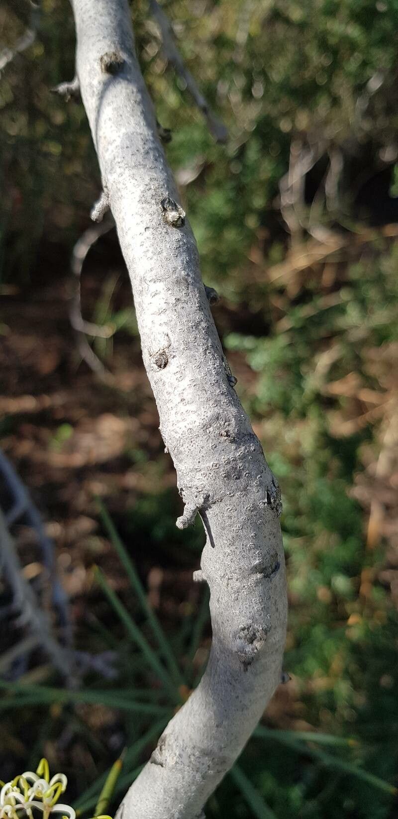 Hakea recurva bark
