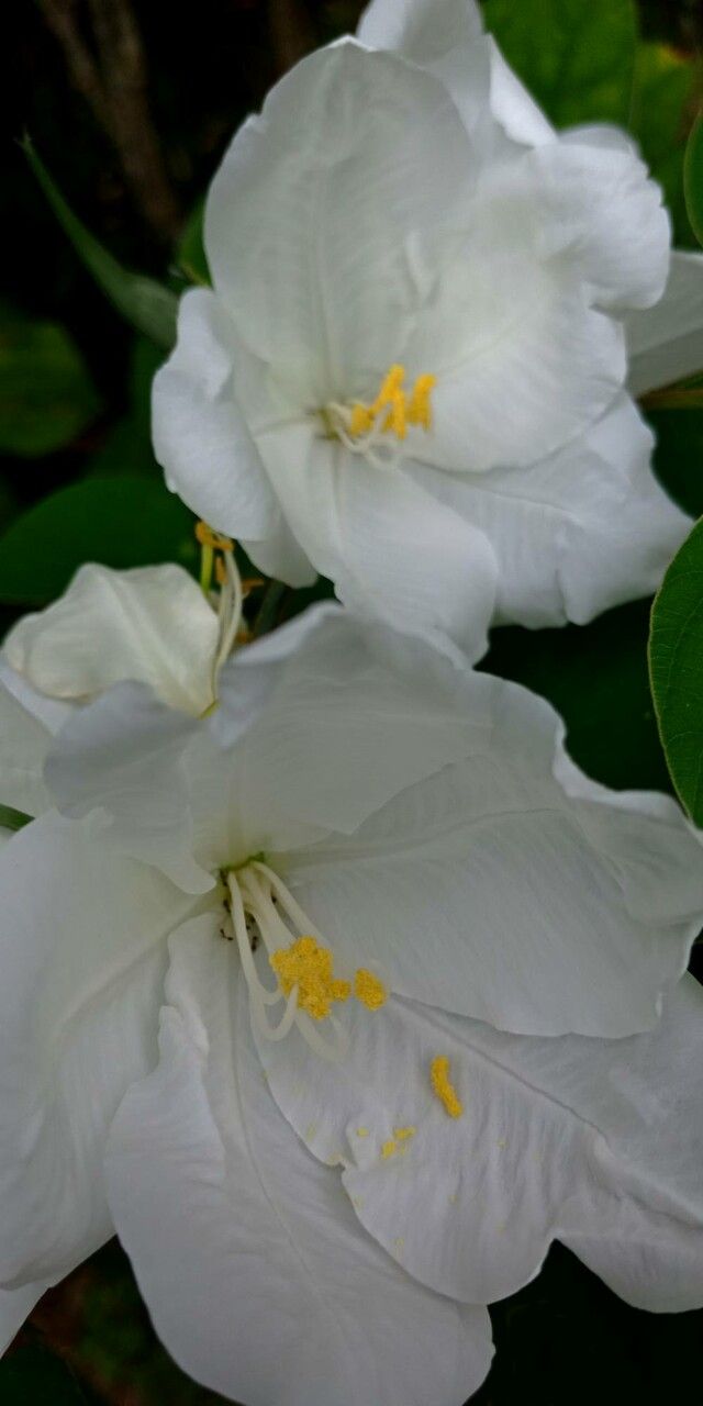 Bauhinia acuminata flower