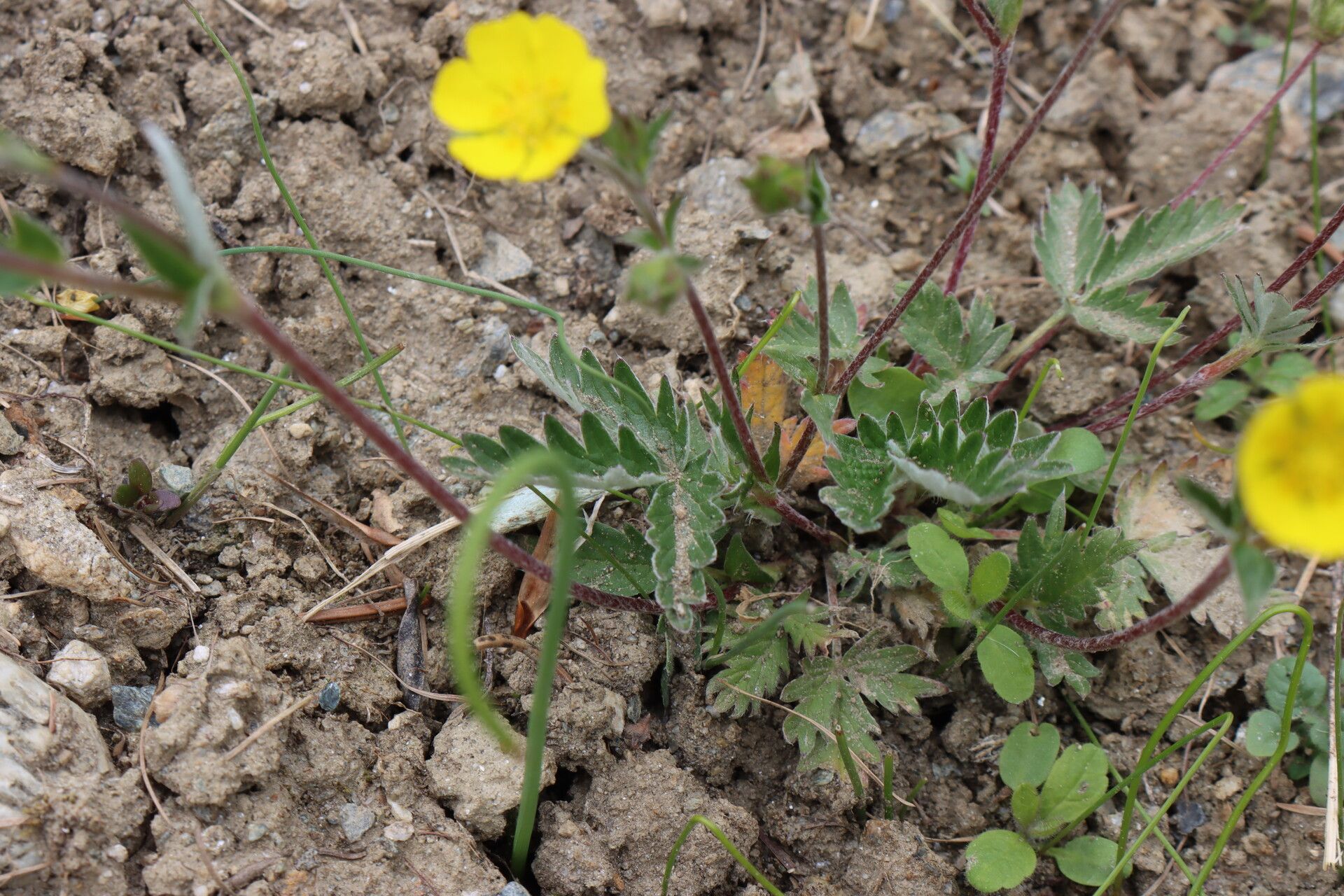 Potentilla nivea leaf