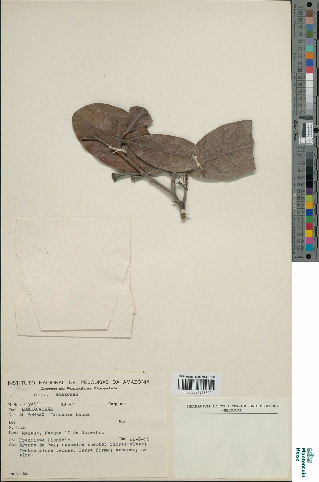 Pachira faroensis leaf