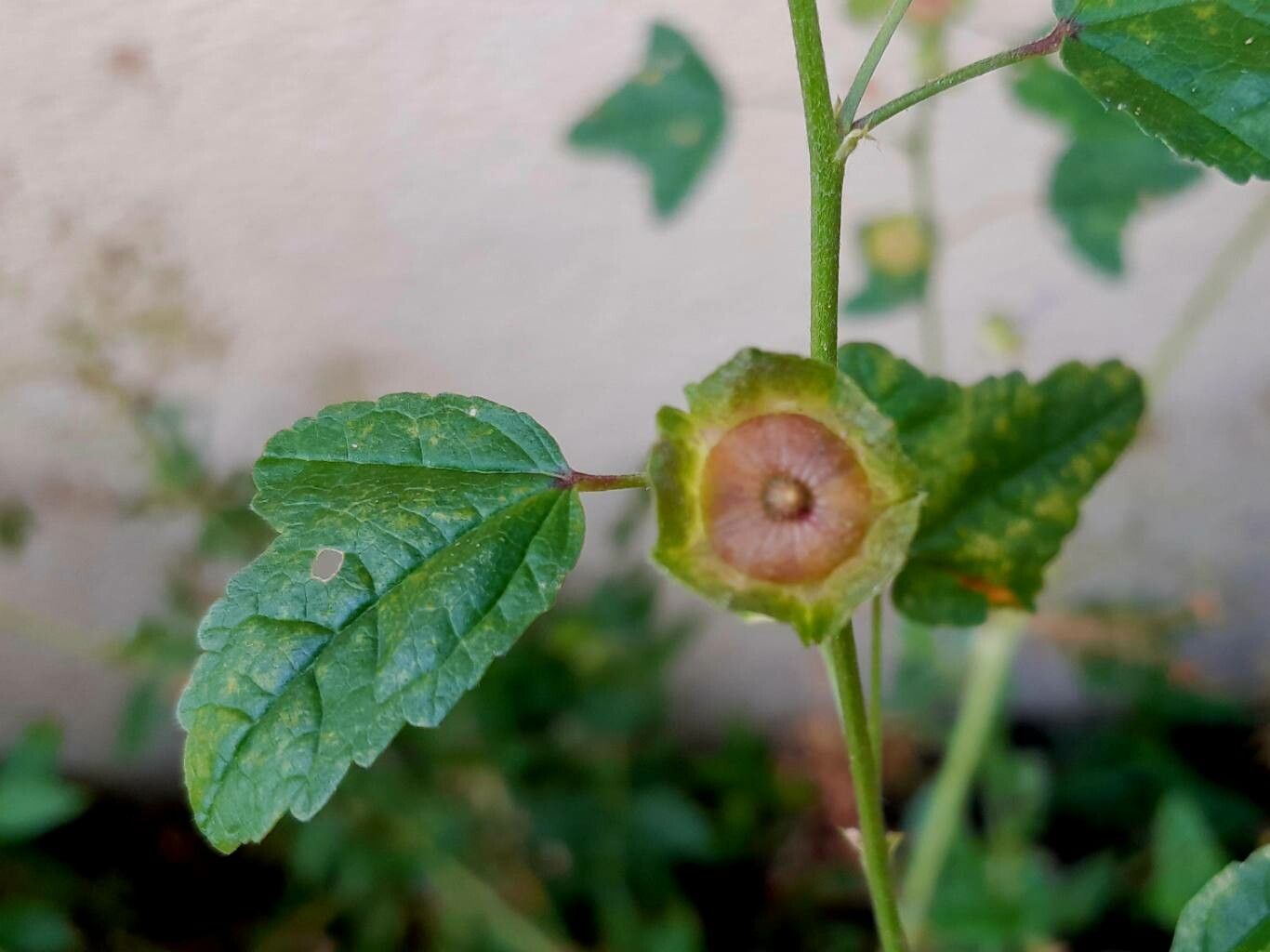 Malva multiflora fruit