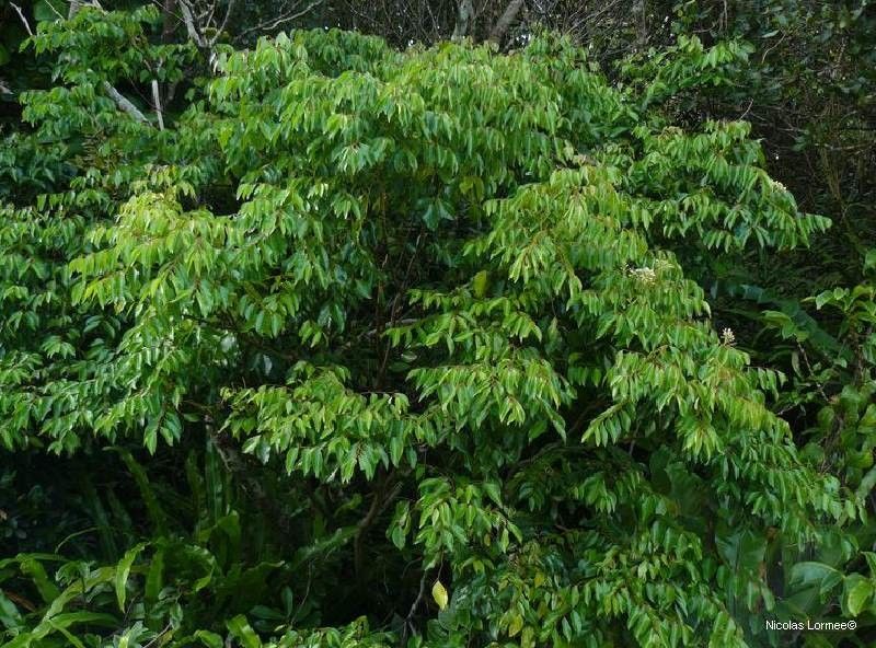 Murraya crenulata habit