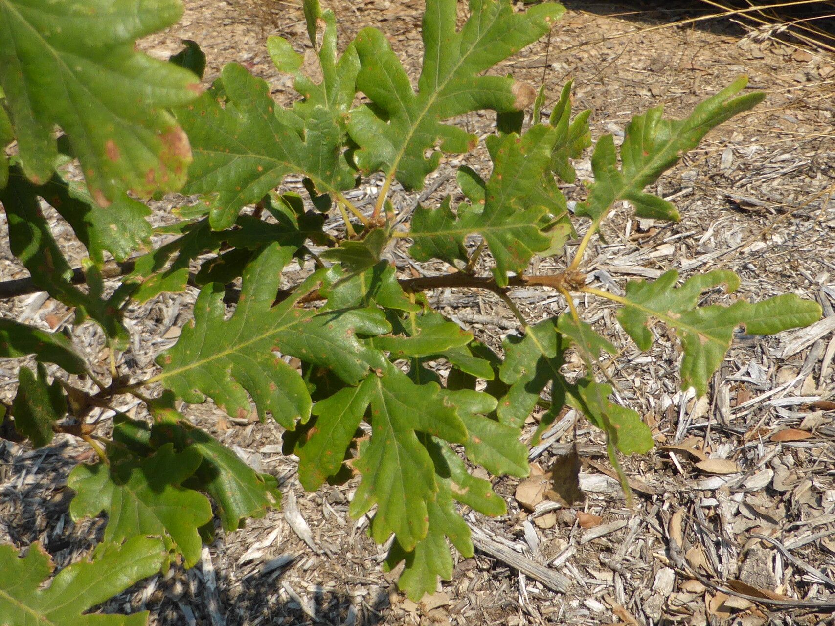 Quercus vulcanica — houseplant care guide