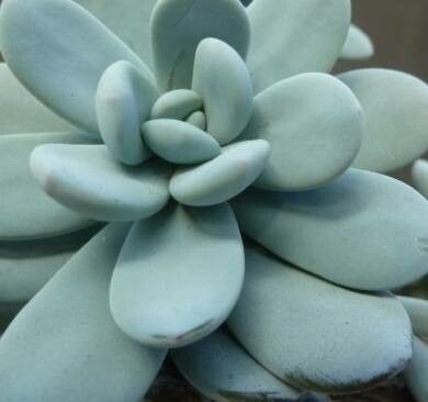 Pachyphytum cuicatecanum — houseplant care guide