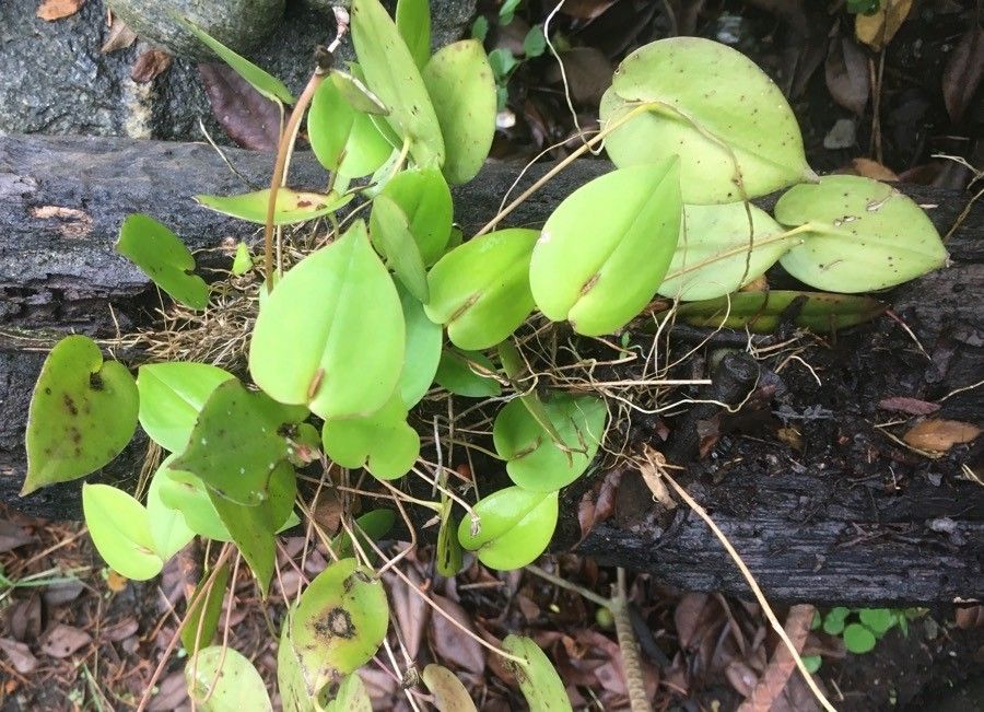 Pleurothallis phyllocardioides leaf