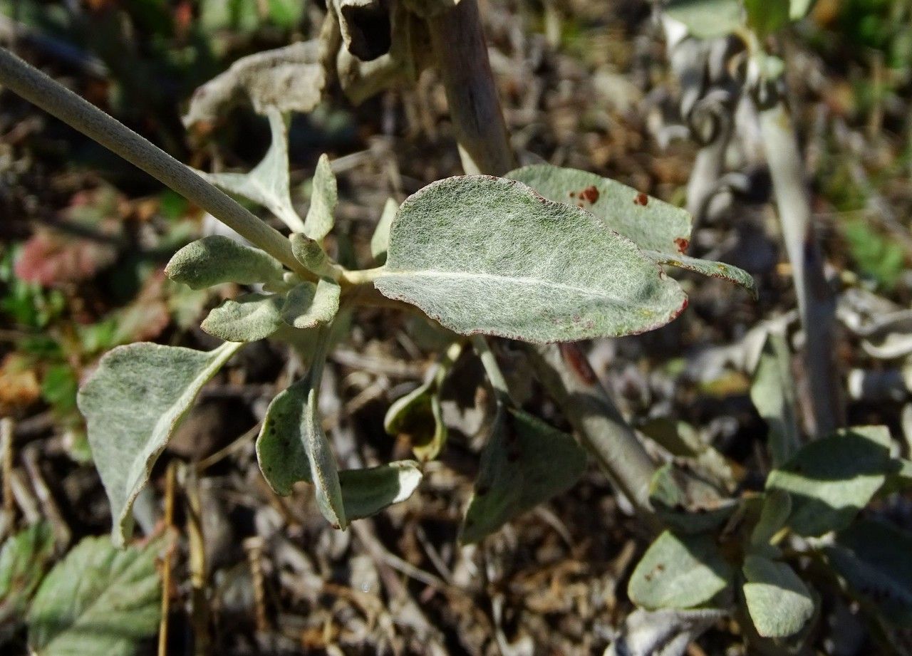 Eriogonum elongatum — search result for 'Eriogonum'