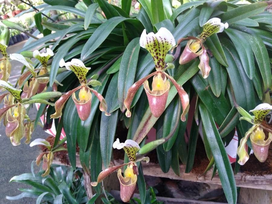 Paphiopedilum insigne flower