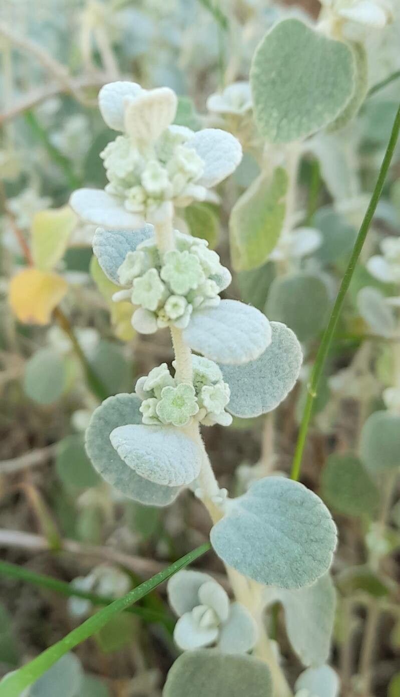 Pseudodictamnus acetabulosus flower
