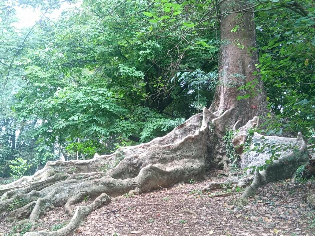 Koompassia excelsa — related species from the same genus