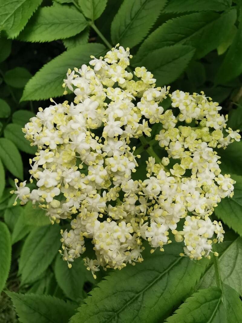 Sambucus lanceolata flower