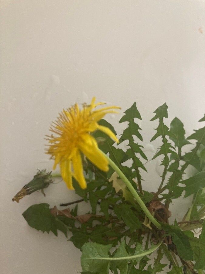 Taraxacum lamprophyllum flower