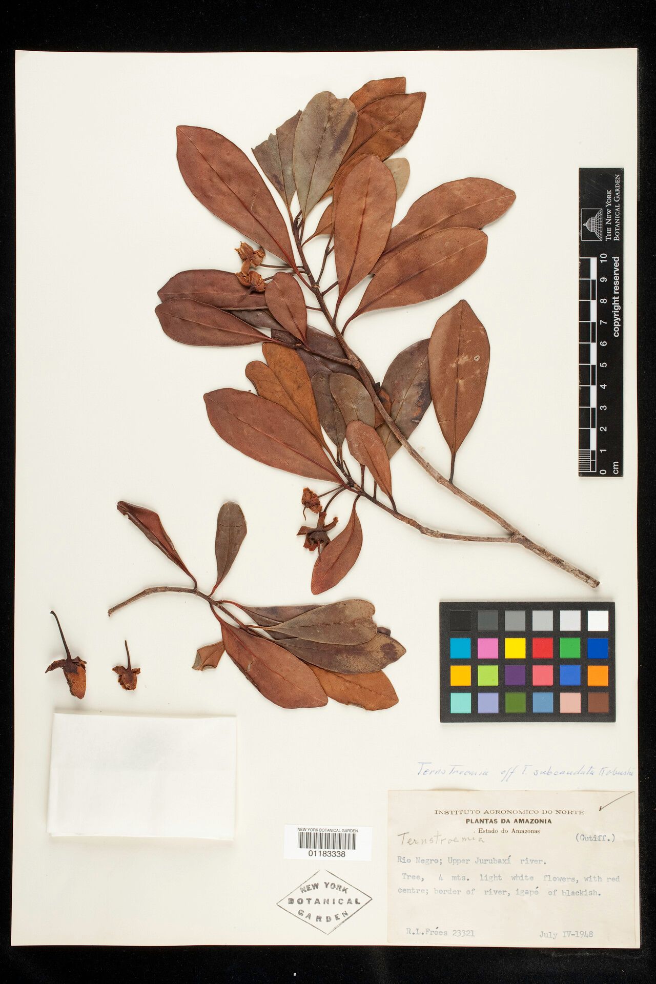 Ternstroemia subcaudata — houseplant care guide