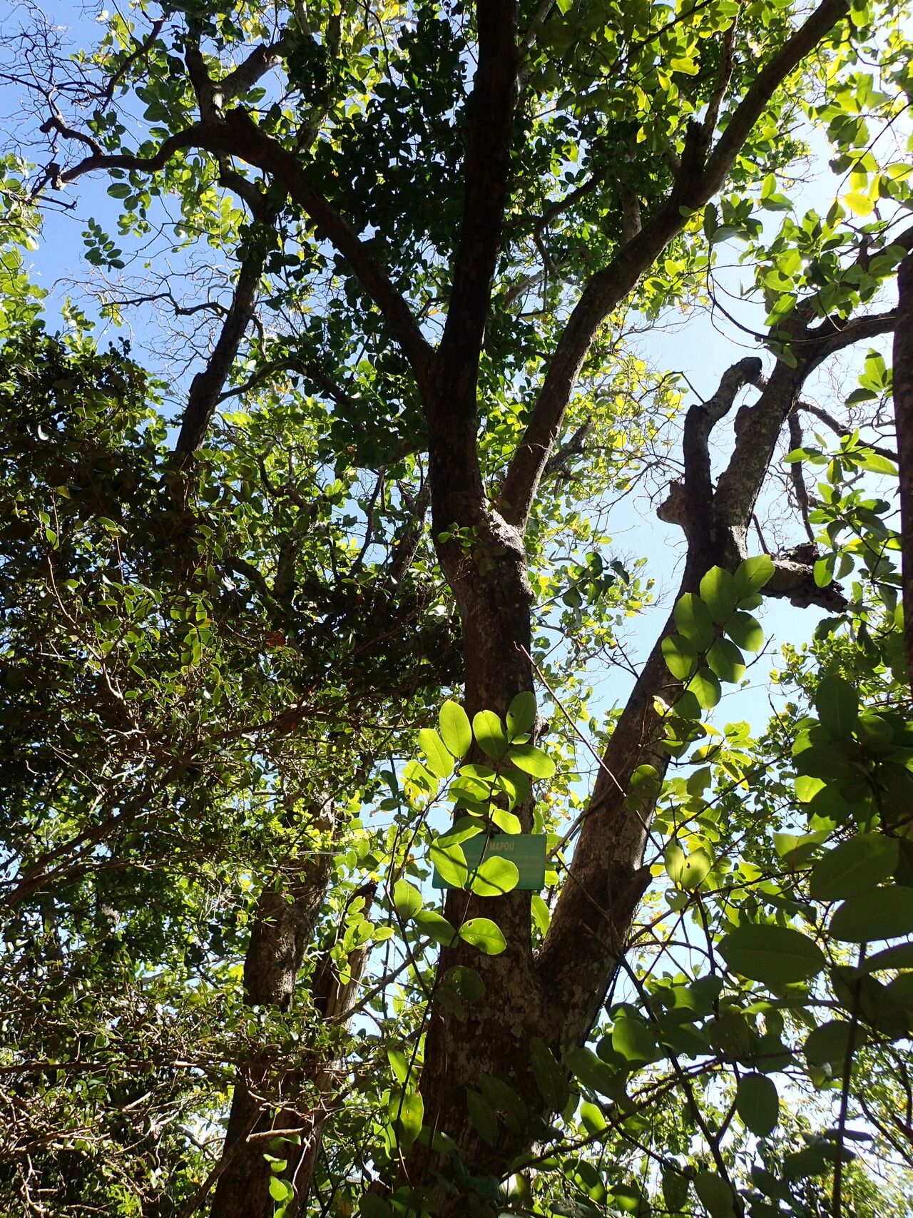 Guapira fragrans habit